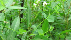 Agriocnemis femina oryzae