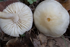 Zhuliangomyces