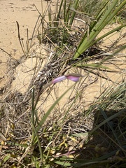 Gladiolus gueinzii