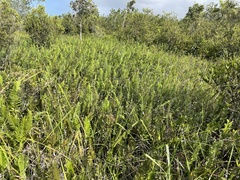 Scleria microcarpa