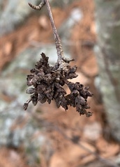 Eriophyes betulae