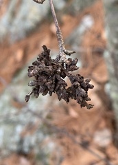 Eriophyes betulae