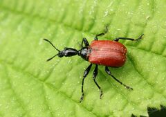 Apoderus coryli
