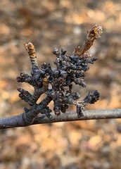 Eriophyes betulae