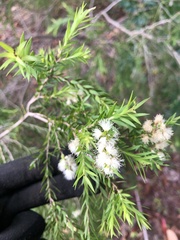 Melaleuca bracteata