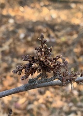 Eriophyes betulae
