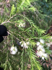 Melaleuca bracteata