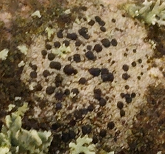 Lecidella elaeochroma