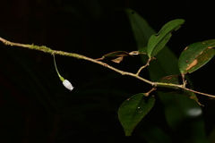 Sphyrospermum buxifolium