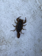 Centruroides limpidus