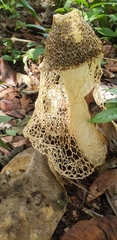 Phallus haitangensis