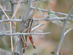 Melanoplus thomasi