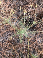 Ionactis linariifolia