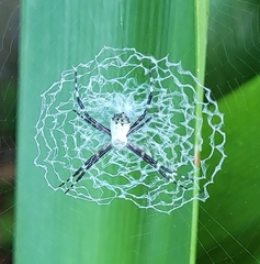 Argiope submaronica