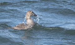 Somateria spectabilis