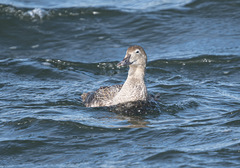 Somateria spectabilis