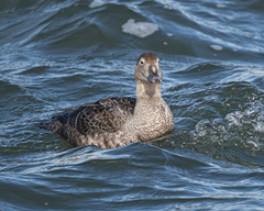 Somateria spectabilis