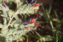Echium horridum