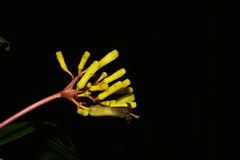 Palicourea thyrsiflora