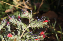 Echium horridum