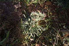 Echium horridum
