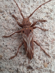 Rhaphiptera nodifera