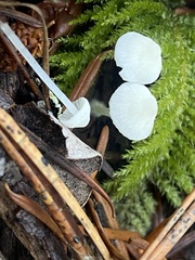 Mycenaceae