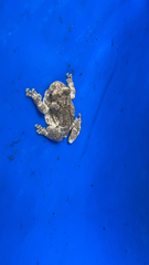 Hyla chrysoscelis