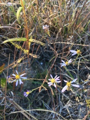 Symphyotrichum adnatum