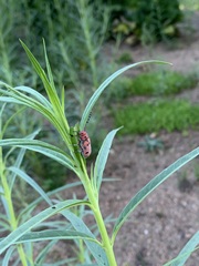Tetraopes femoratus