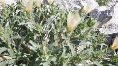 Mentzelia involucrata