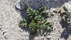 Phacelia pedicellata