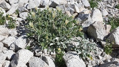 Mentzelia involucrata