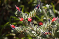 Echium horridum