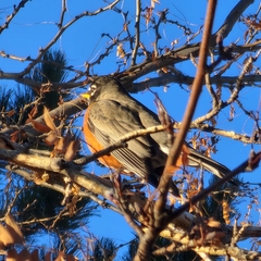 Turdus migratorius