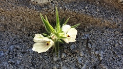 Mohavea confertiflora