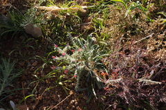 Echium horridum