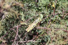 Schistocerca albolineata