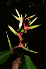 Heliconia hirsuta