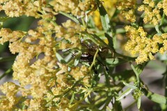 Phaedrotettix palmeri