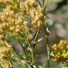 Phaedrotettix palmeri