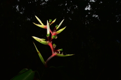 Heliconia hirsuta