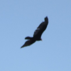 Cathartes aura septentrionalis