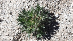 Langloisia setosissima setosissima