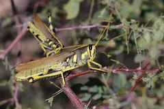 Schistocerca albolineata