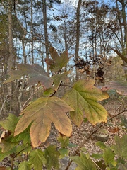Hydrangea quercifolia