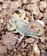 Centruroides guanensis