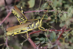 Schistocerca albolineata