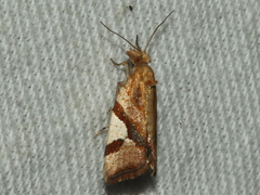Epitymbia isoscelana