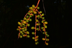 Chamaedorea pinnatifrons